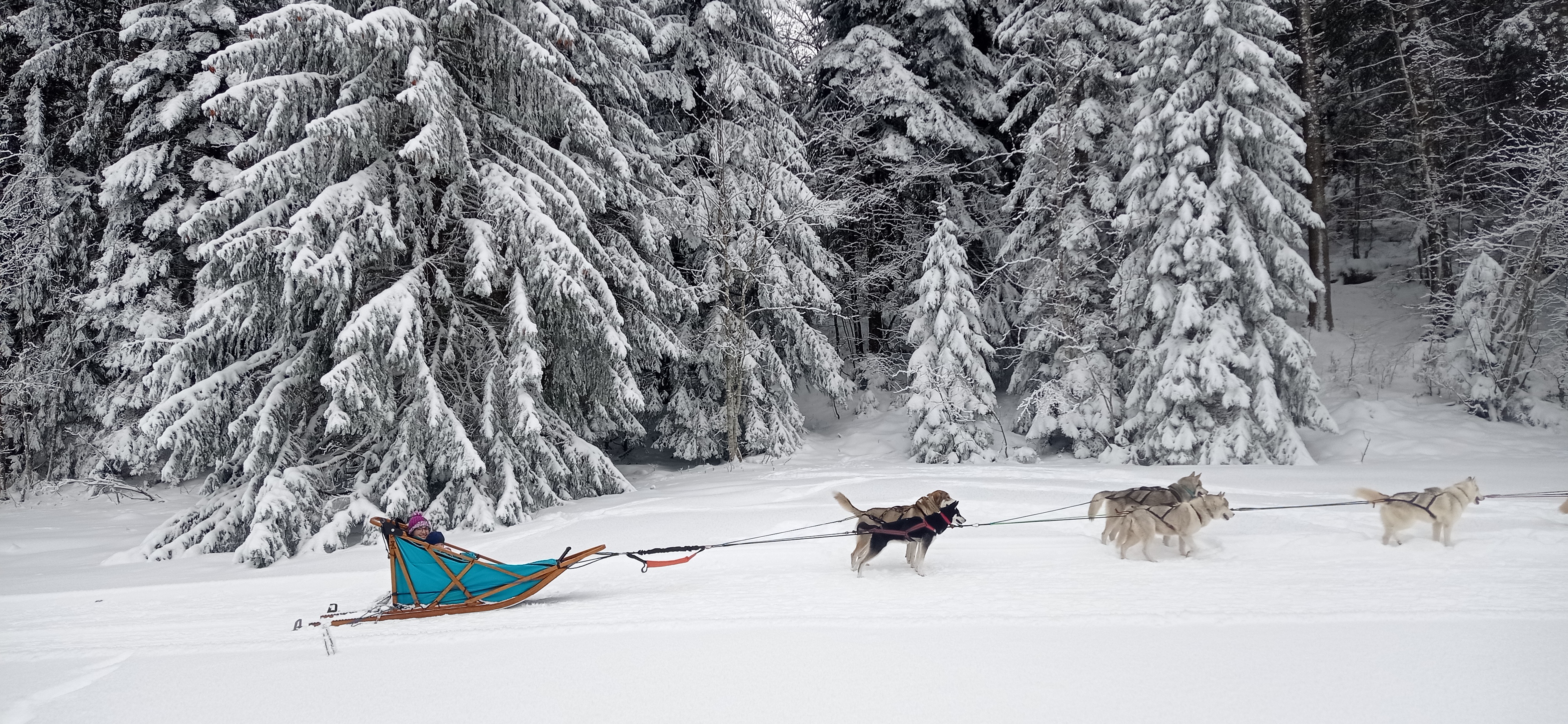 Bapt�me en tra�neau � chiens avec Symbiose chien polaire