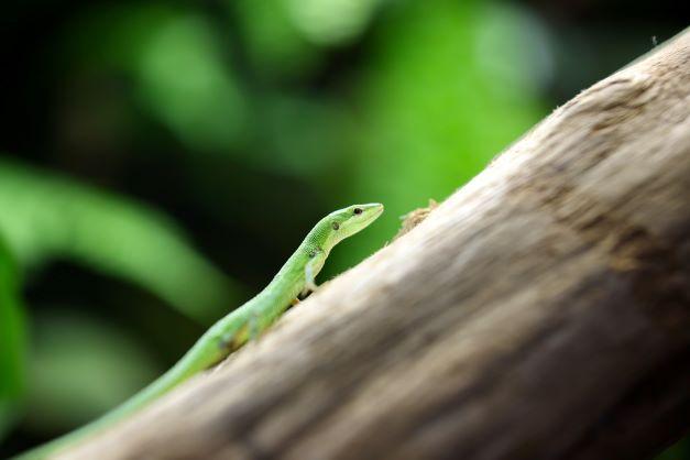 Lézard