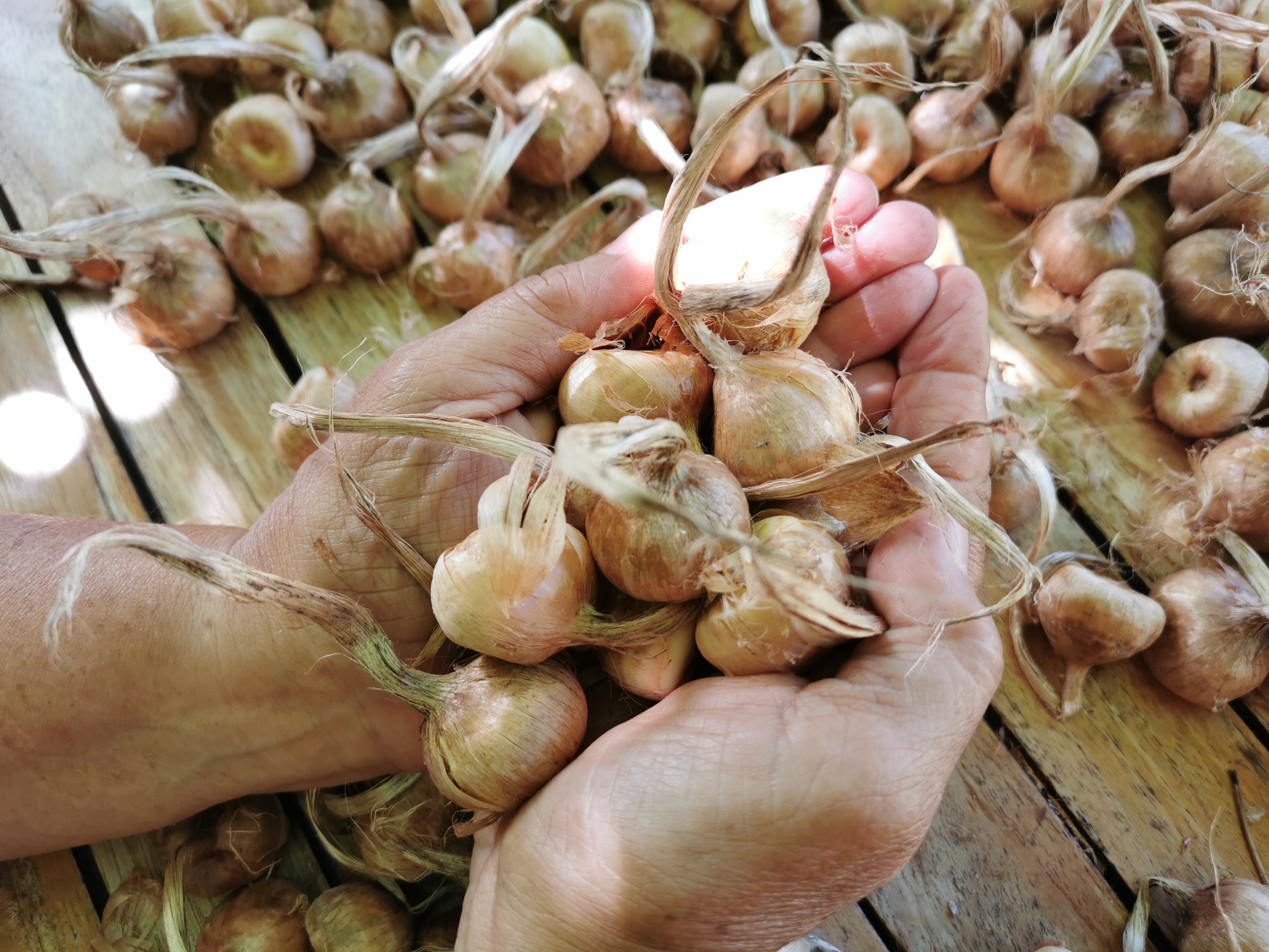 Safranière de Provence - photo 3