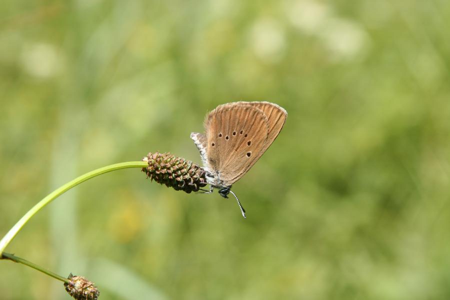 Papillon à observer dans la réserve