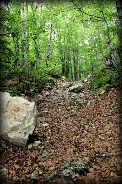Piste VTT FFC noire 11 - La Féclaz