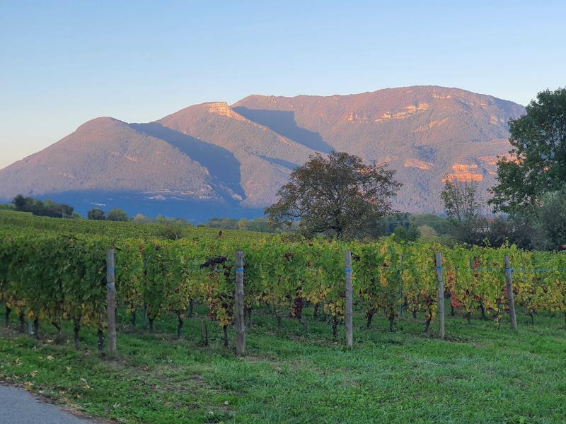 Les Vignes et le Colombier