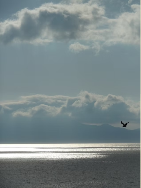Photographie d'un oiseau au dessus de la mer 