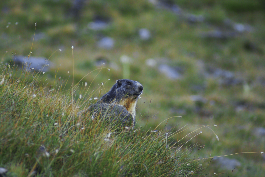 Les petits montagnards le premier trek