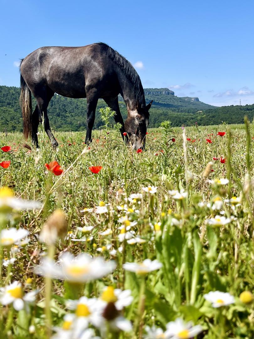 Gîte Port Pin, Cuges-les-Pins - photo 8