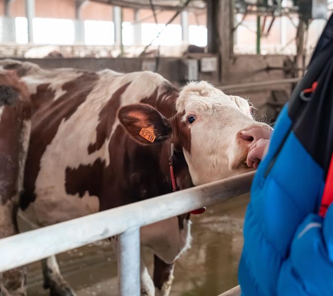 Vache
