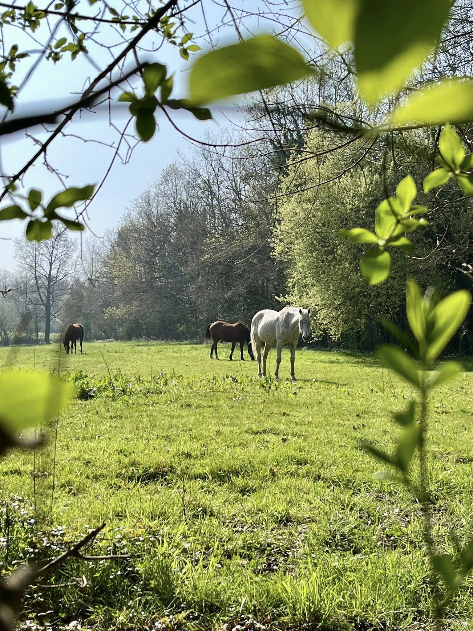 Printemps de l'âne à Saint-Césaire