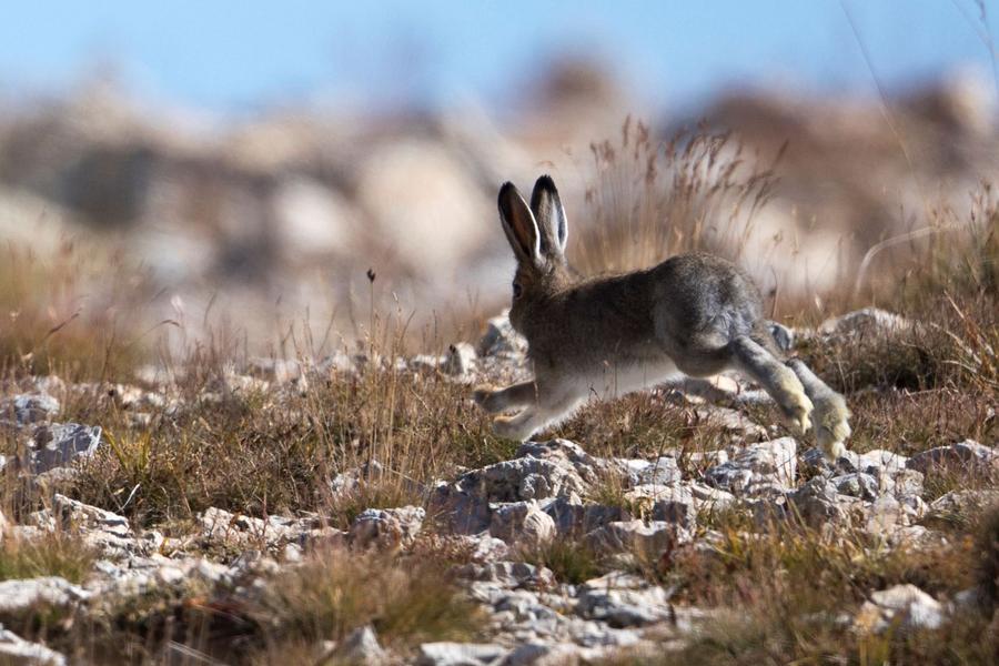- © Pascal Saulay, Parc national des Ecrins. 083299e_HD - © Pascal Saulay, Parc national des Ecrins.