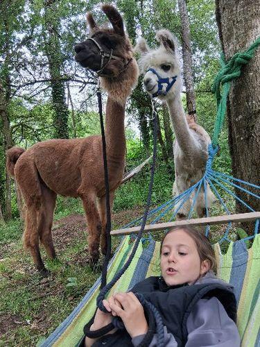 Balade ton lama