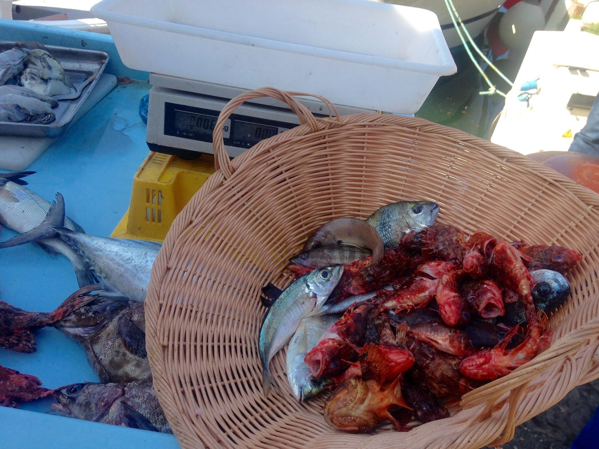 Étal des pêcheurs, Cassis - photo 5