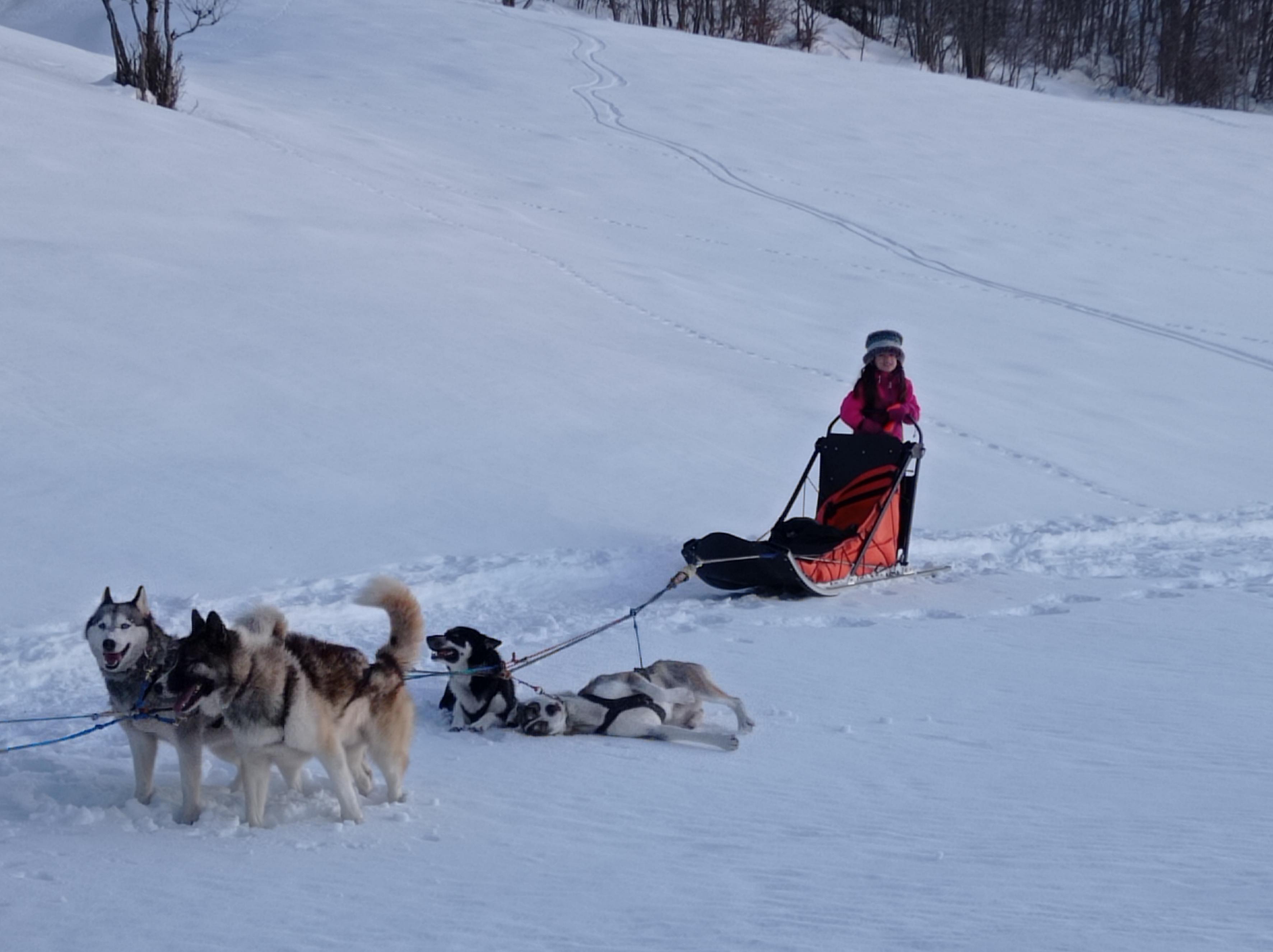 Bapt�me en tra�neau � chiens avec Symbiose chien polaire