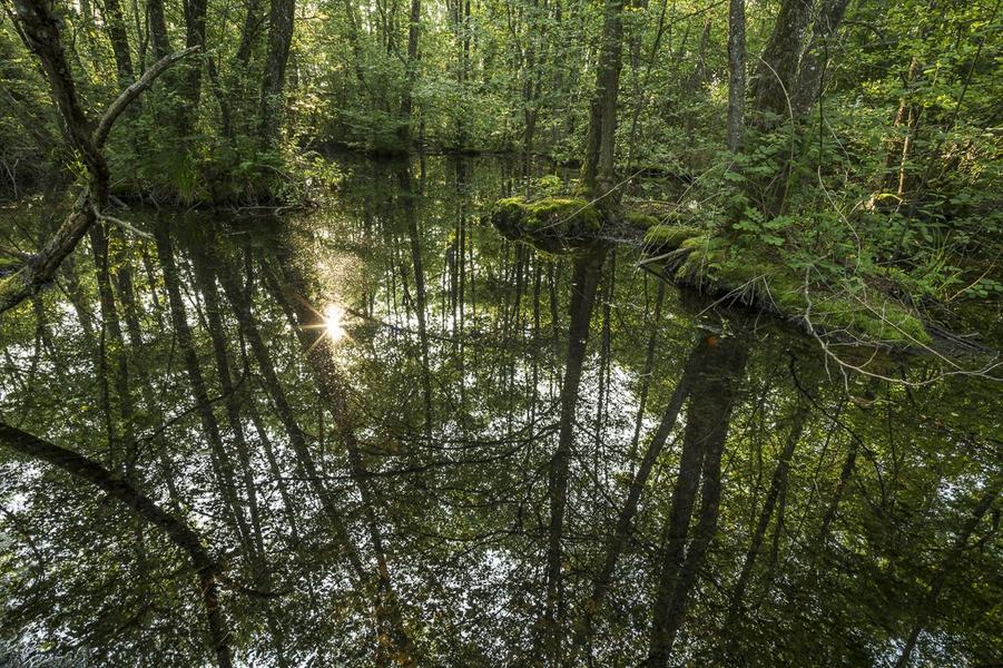 Plantes sauvages comestibles - initiation