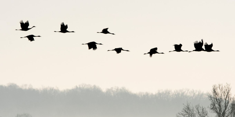 La fabuleuse histoire des oiseaux migrateurs – Conférence