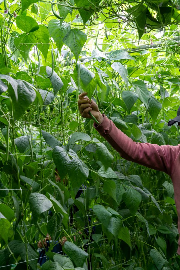 La Récolte des Confines - photo 4