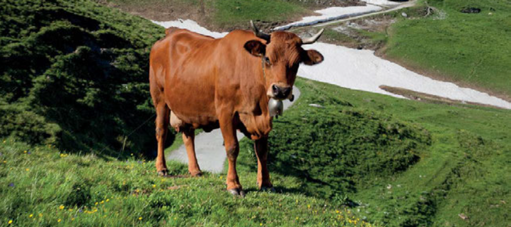 Vache