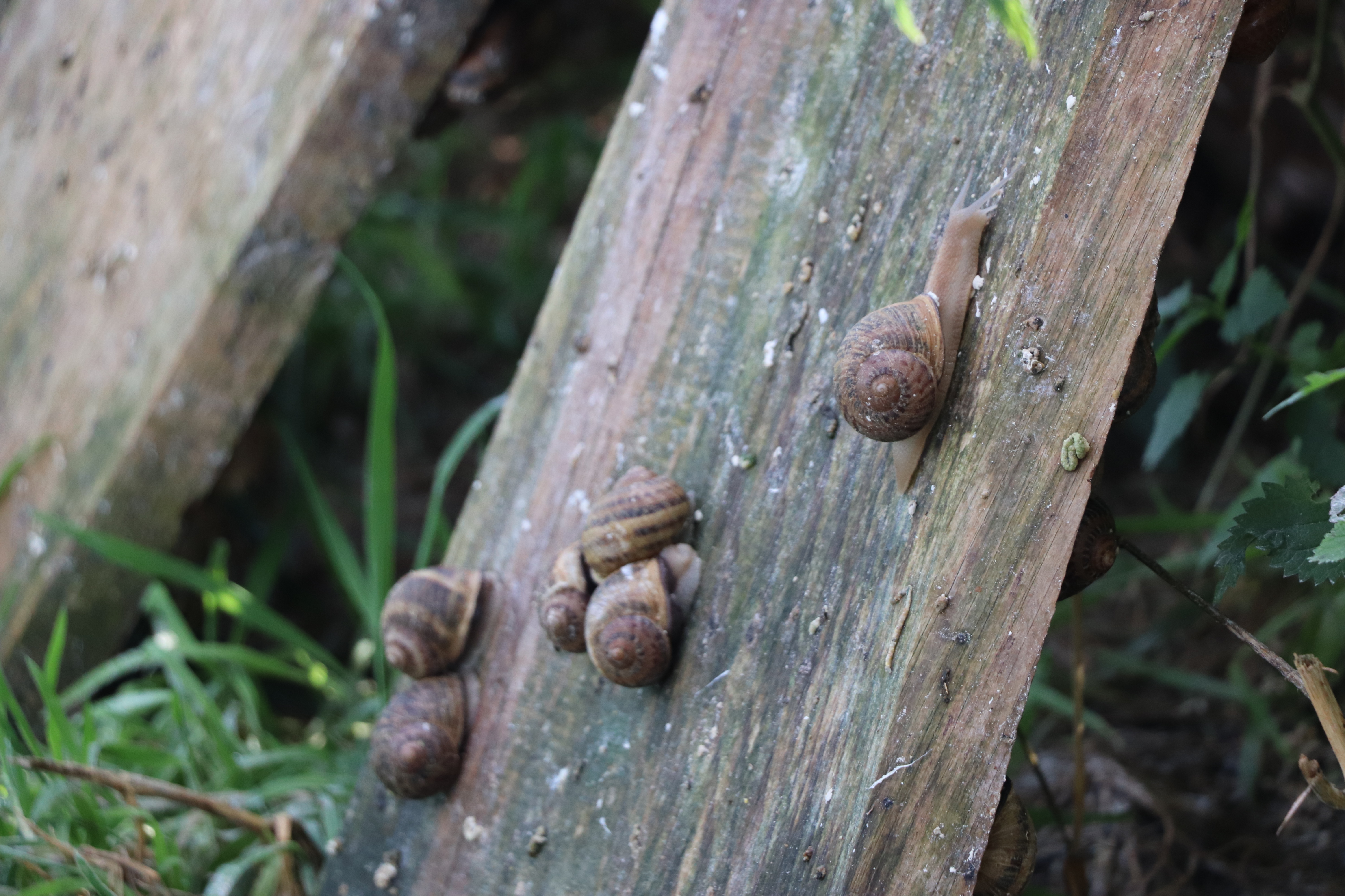 Visite-dégustation au Domaine de l'escargot_Servas