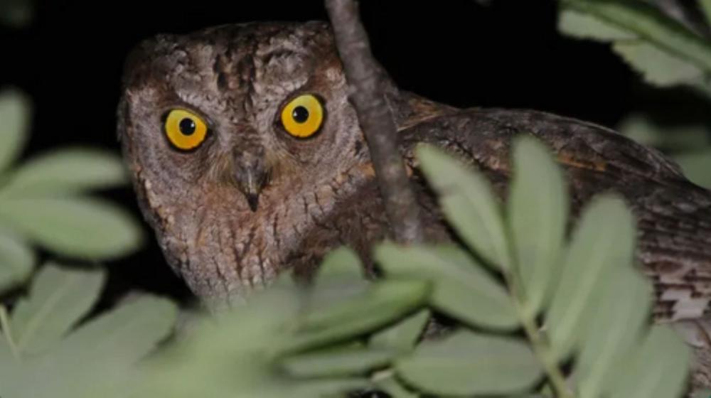 À la rencontre des hiboux petit-ducs - Les rendez-vous biodivertissants de la Métropole_Hyères