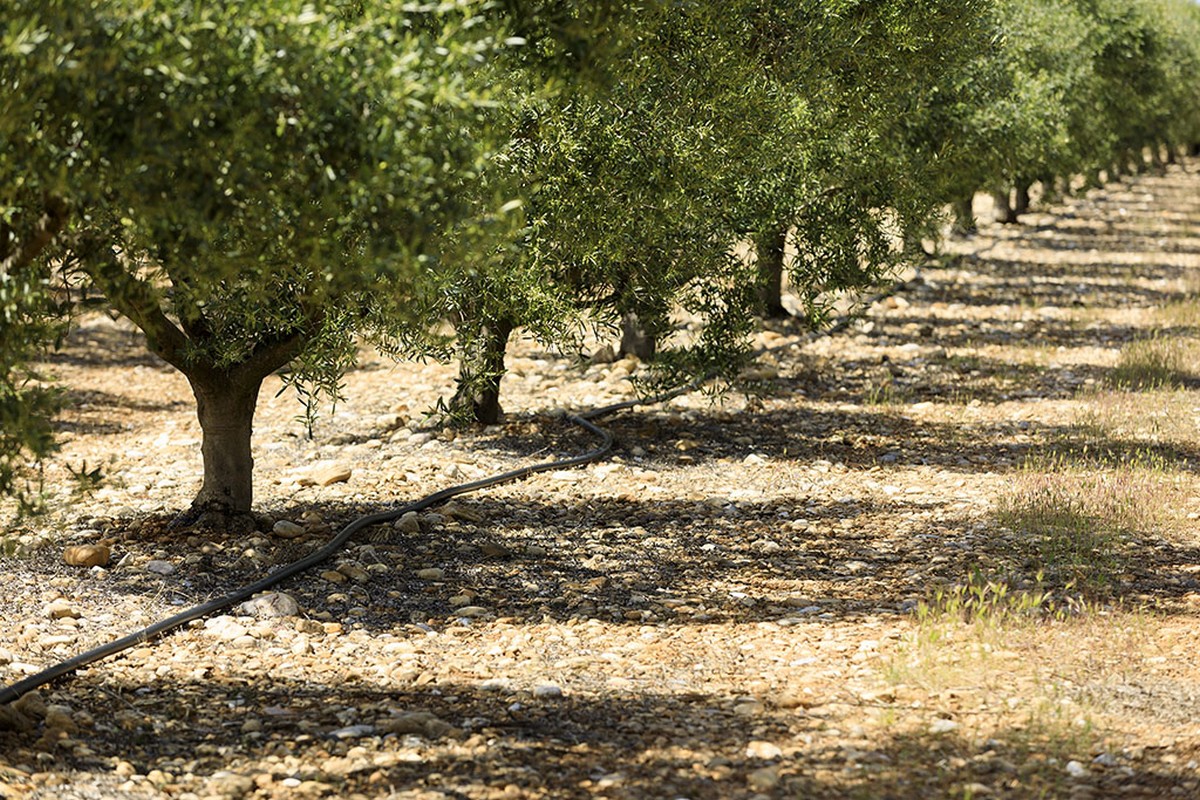 Maricera, Aureille - photo 3