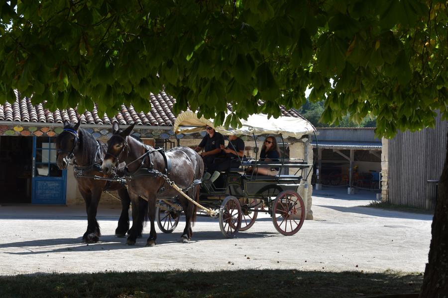 Promenade en attelage