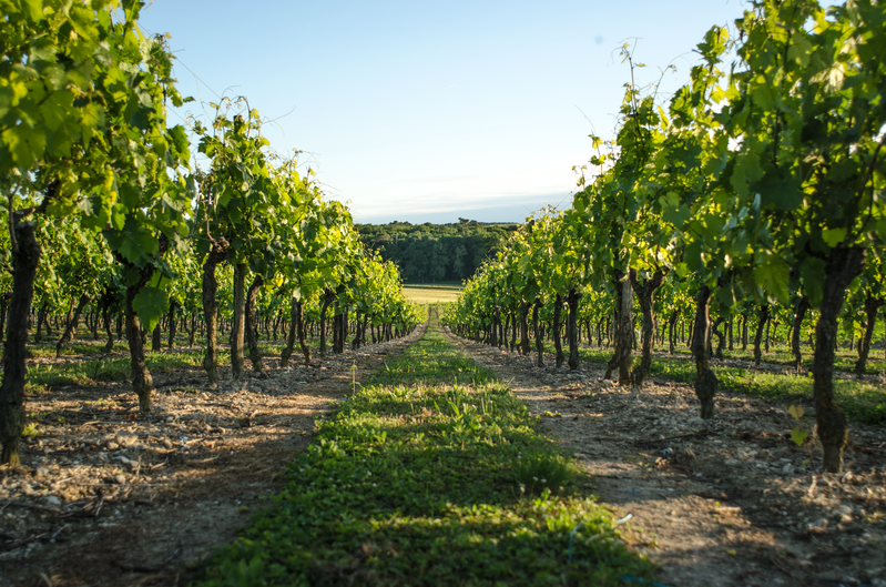 L'apprentissage de la distillation
