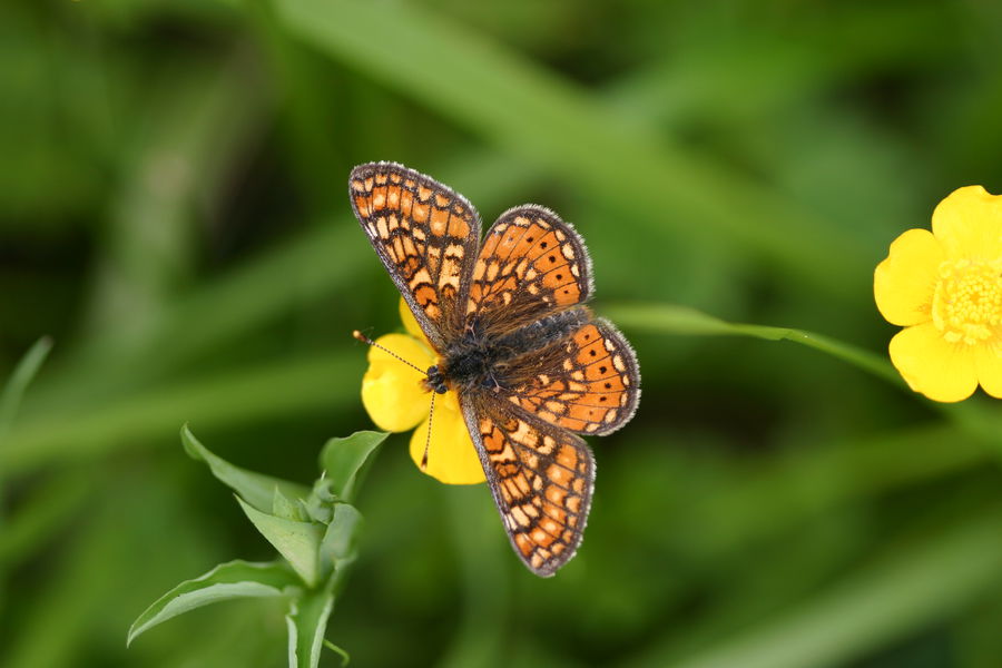 Euphydrias aurinia - G.Delcourt - Lo Parvi