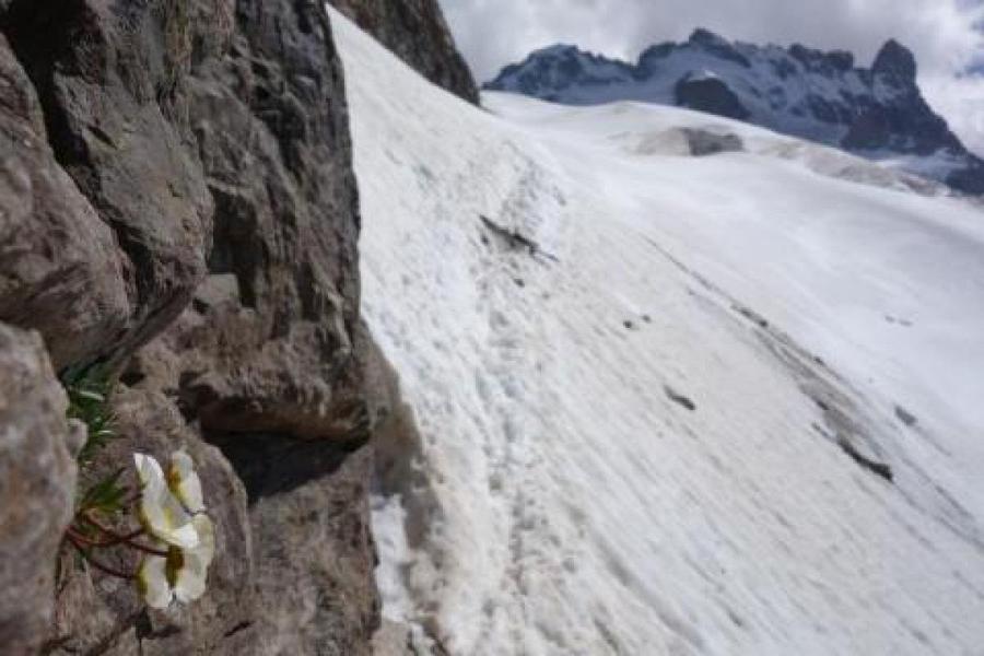 - © Parc national des Ecrins - © Parc national des Ecrins