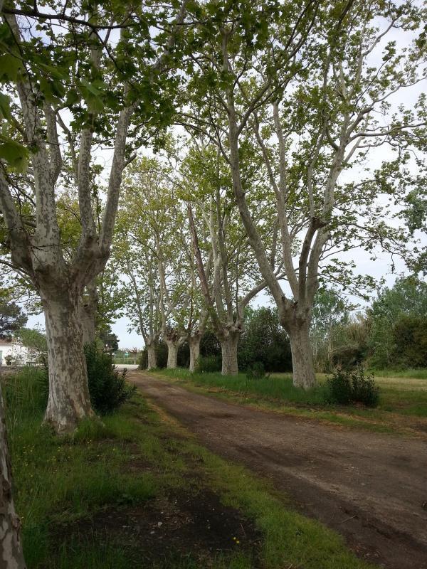La Ferme, Saintes-Maries-de-la-Mer - photo 12