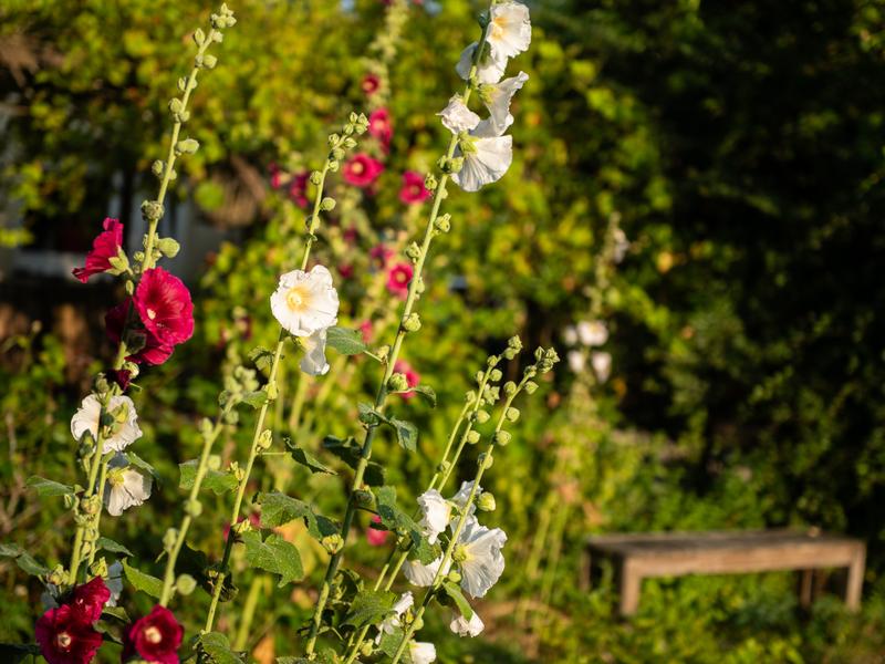 Fleurs