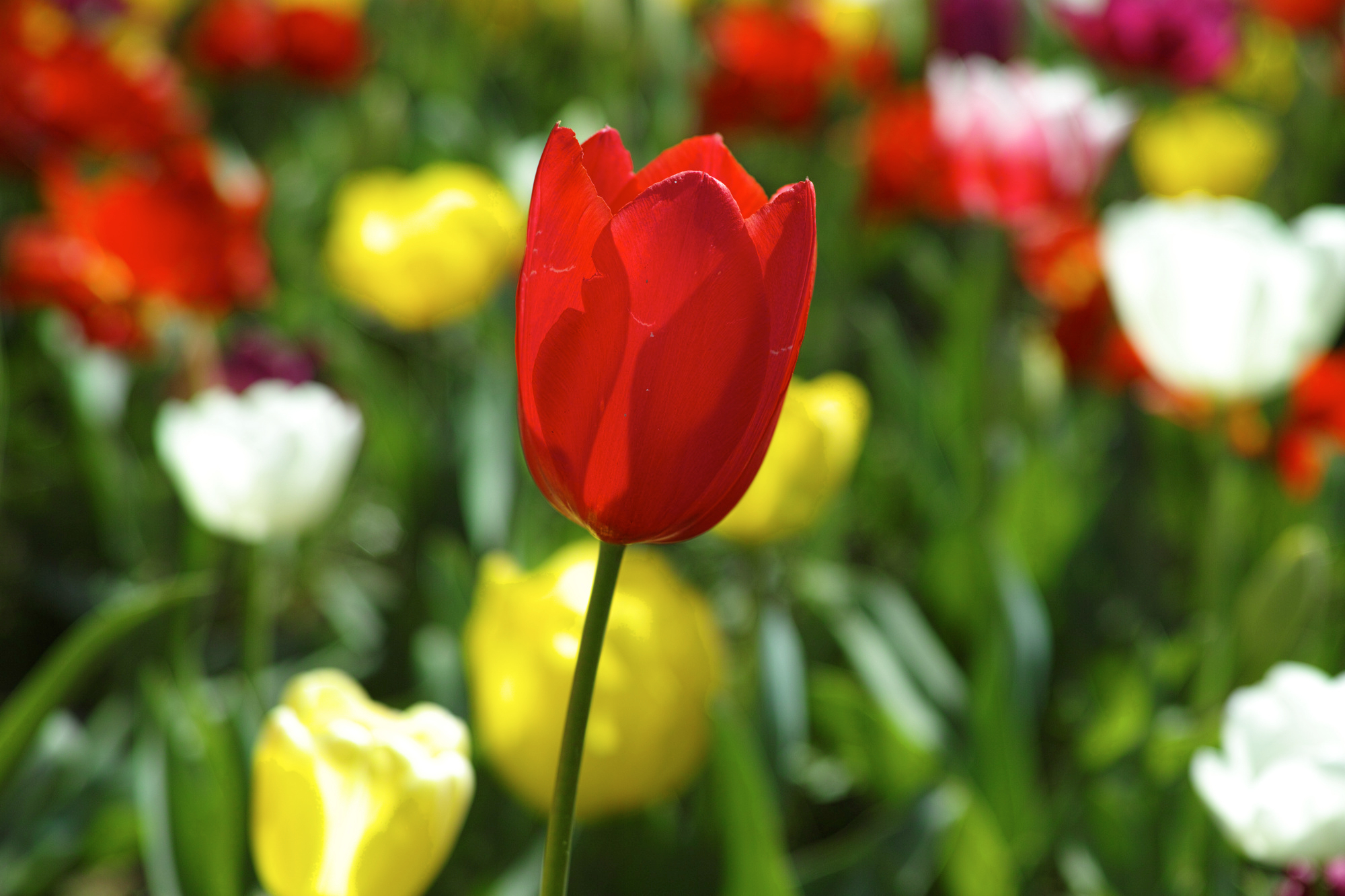 Fête de la Tulipe