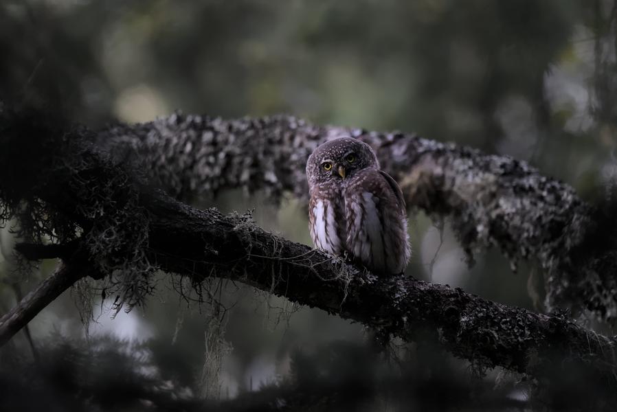 Exposition “Chemins croisés” - Gaspard Buttin - Festival Du Film Nature_Saint-Gervais-les-Bains