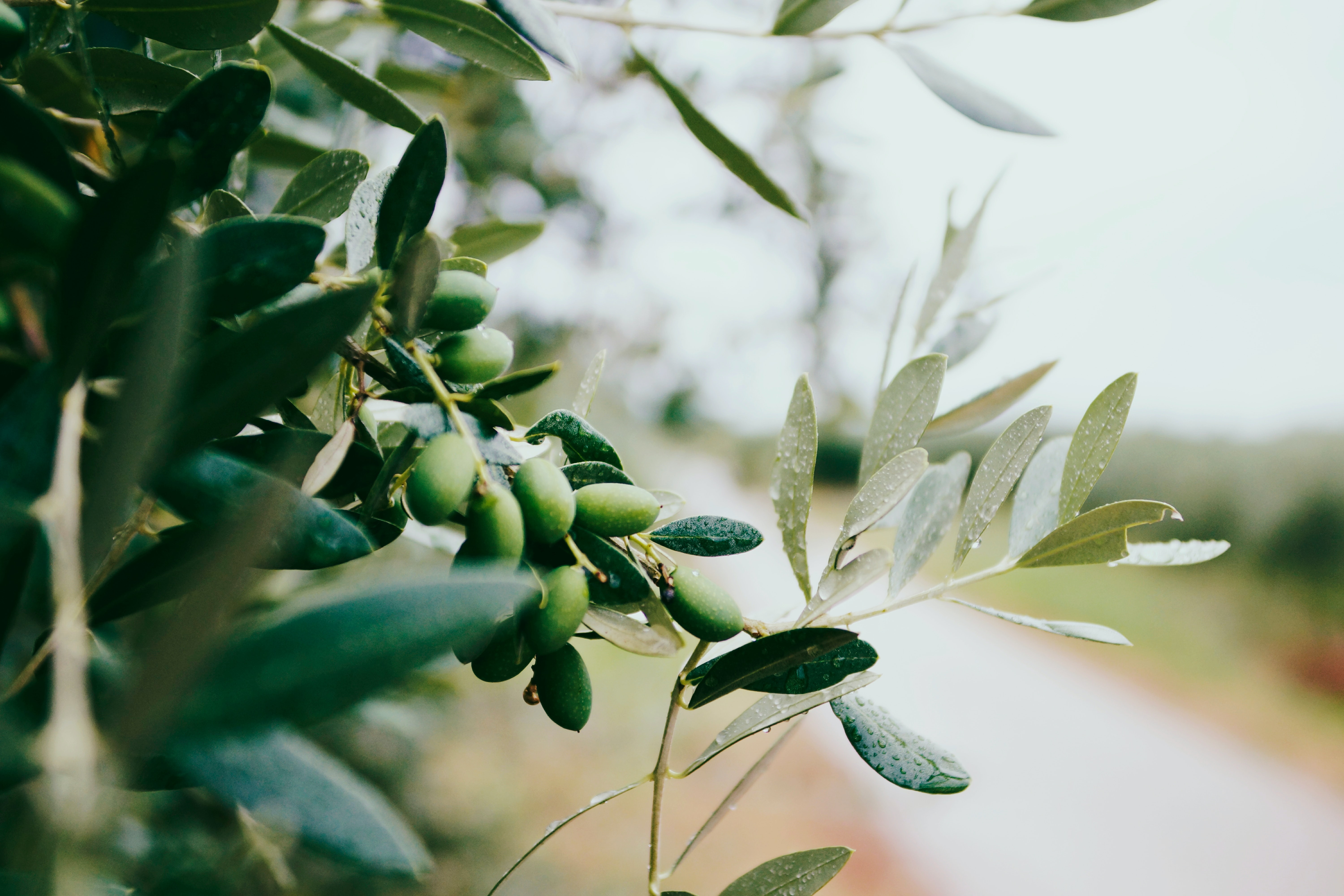 Conférence : « L'huile d'olive en Provence »