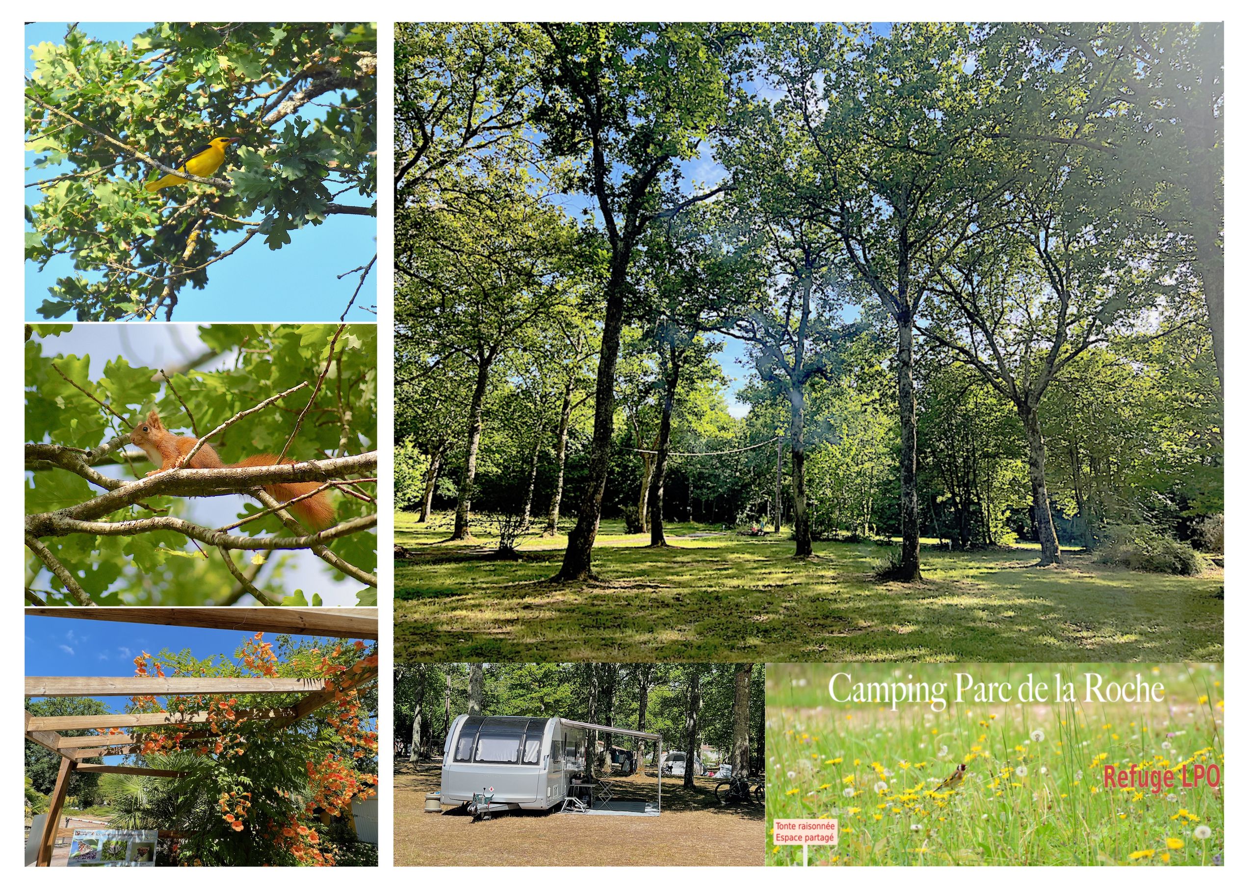 Camping Parc de La Roche