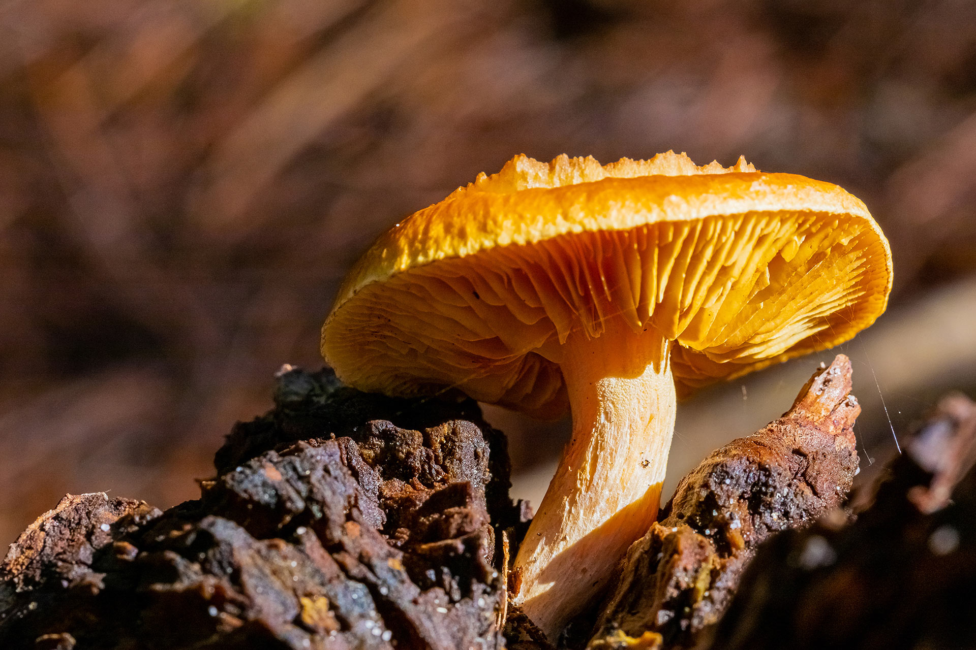 Expositions "Noix" et "Champignons"