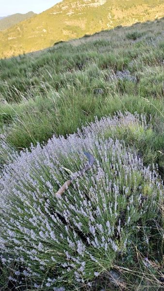 Coupe de la lavande fine sauvage