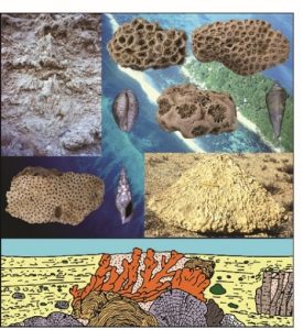 Conférence - Quand la Méditerranée était tropicale - Un paradis corallien perdu