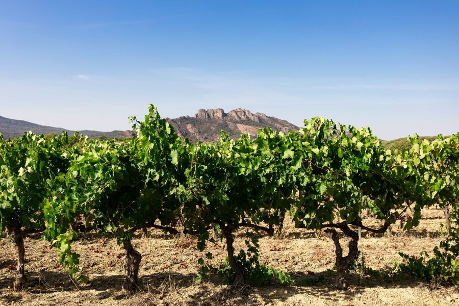 Vignes blavet 2023