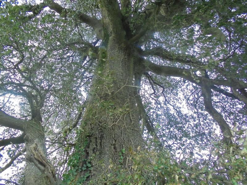 Le Chêne Vert