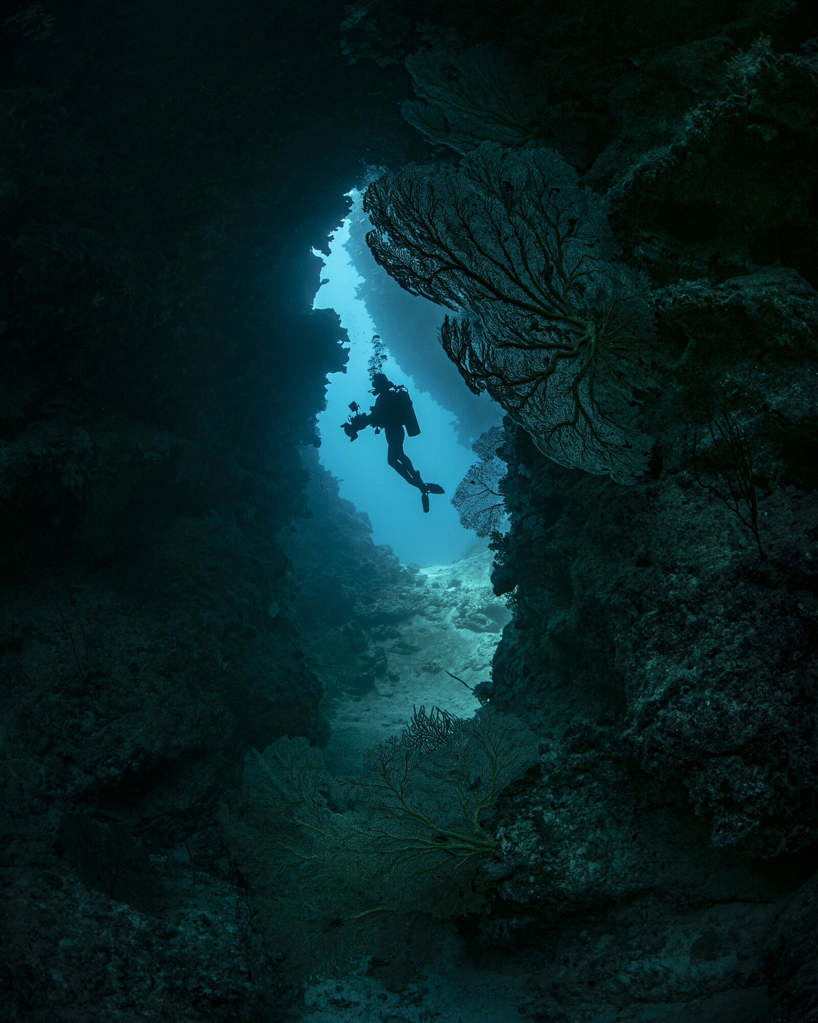 Plongée de Nuit - Abyss Plongée