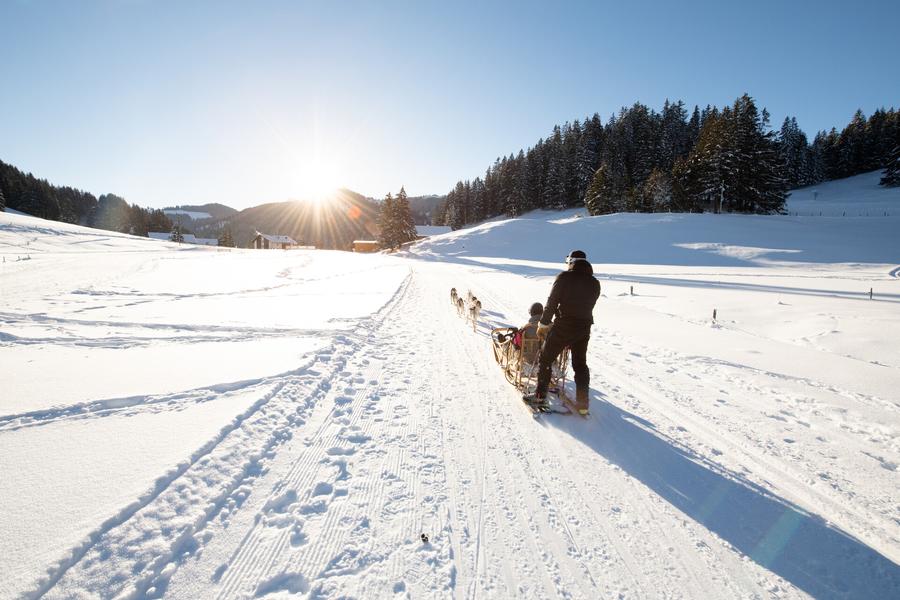 activites-chien-de-traineau