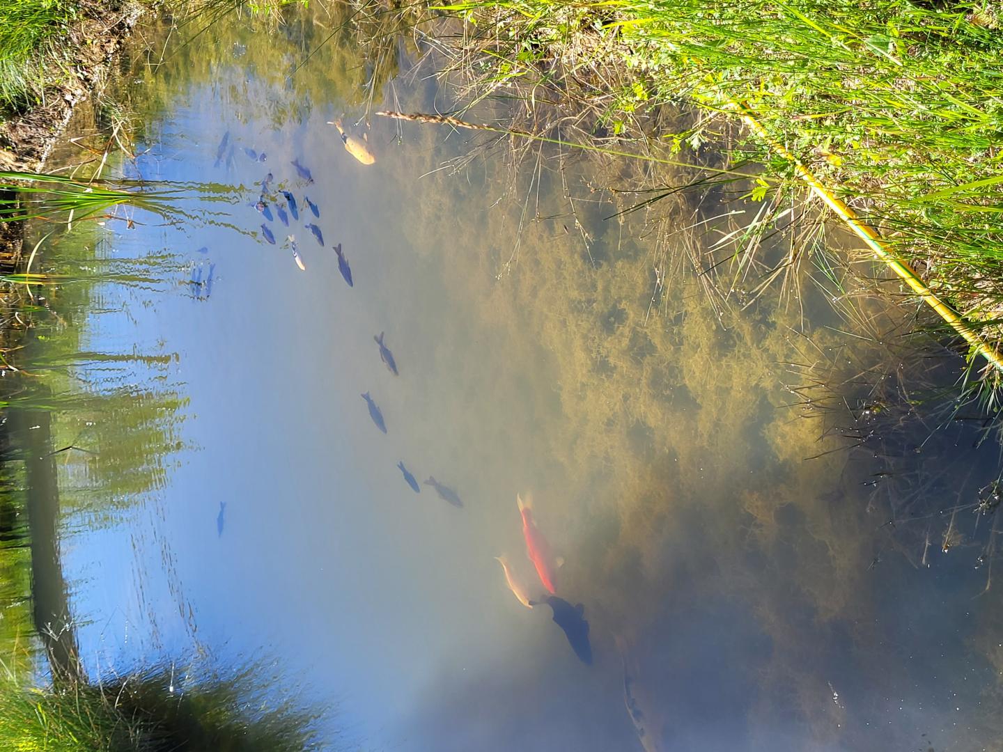 Merci à notre famille de carpes KOI car elles mangent les larves de moustiques