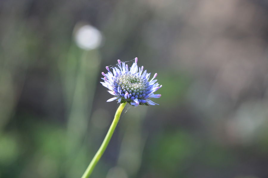 Jasiona montana - R.Quesada - Lo Parvi