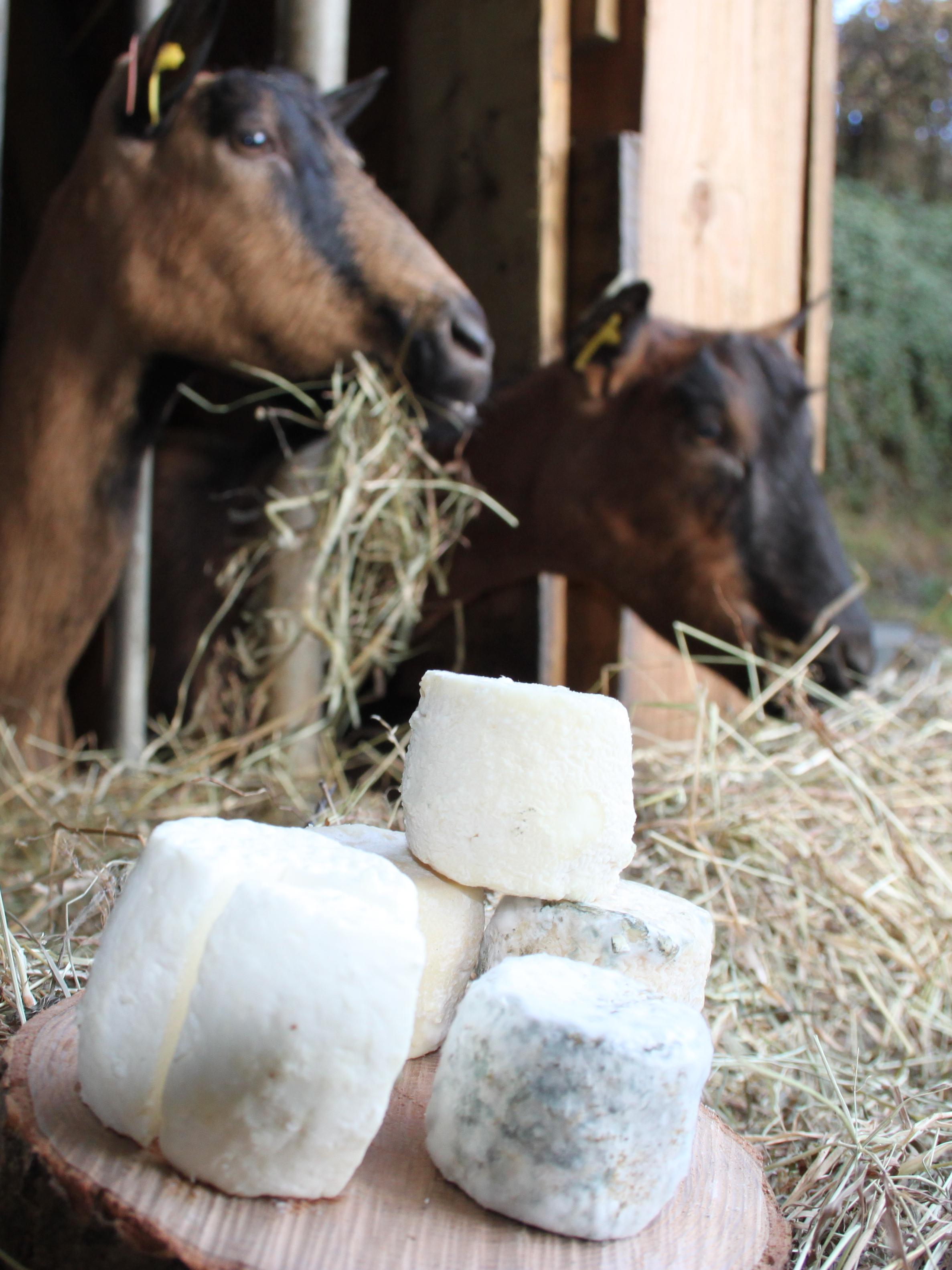 fromages + chèvres