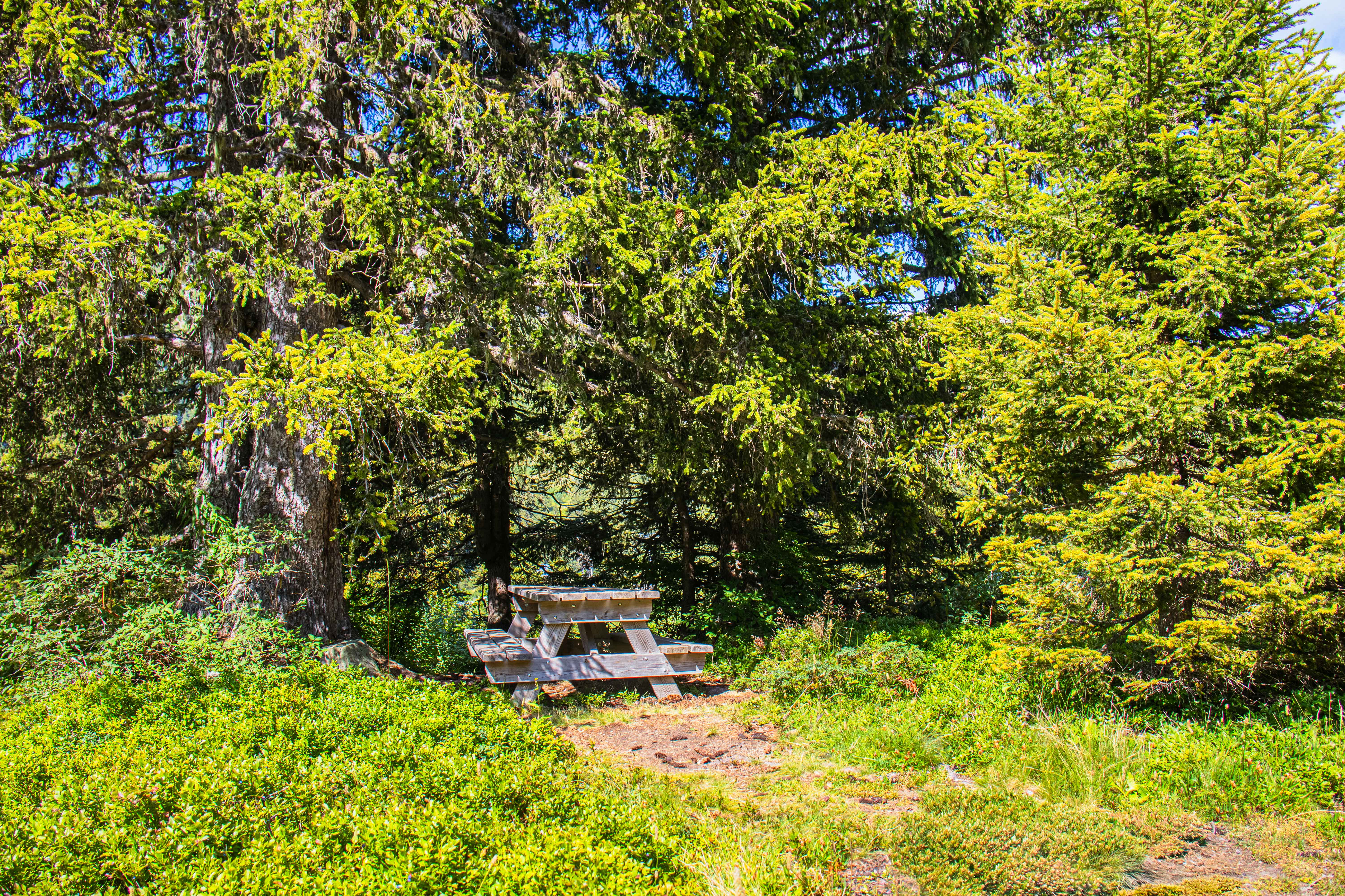 Table de pique-nique située à l'ombre (plan large)