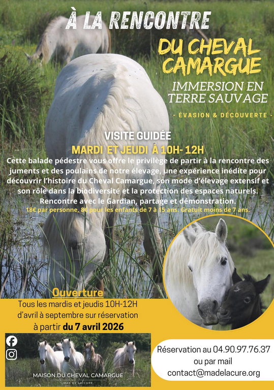 Découverte d’une manade de chevaux de race Camargue