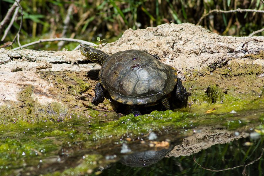 Tortue