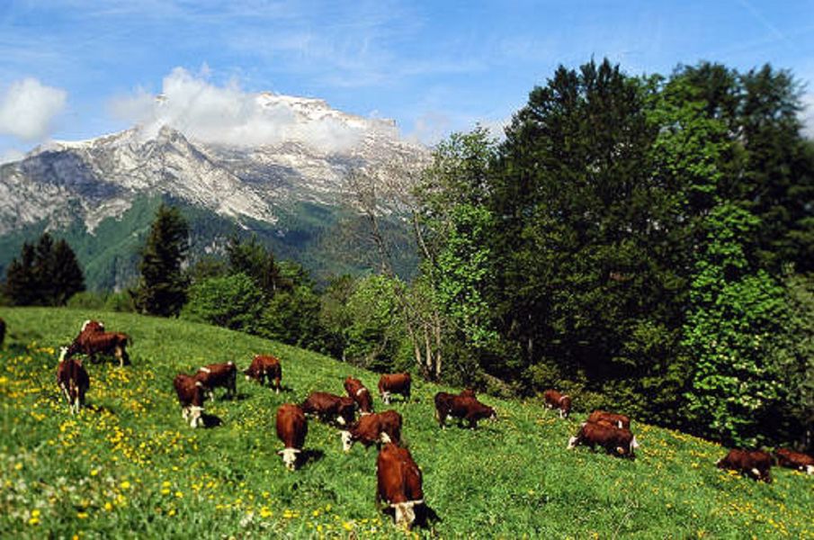 Troupeau de vaches au pied de La Tournette