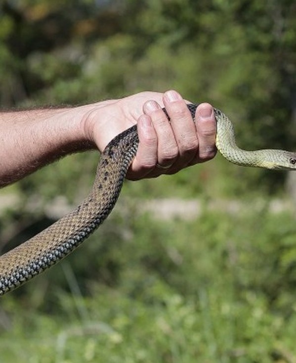 Sur la piste des serpents au Vigueirat