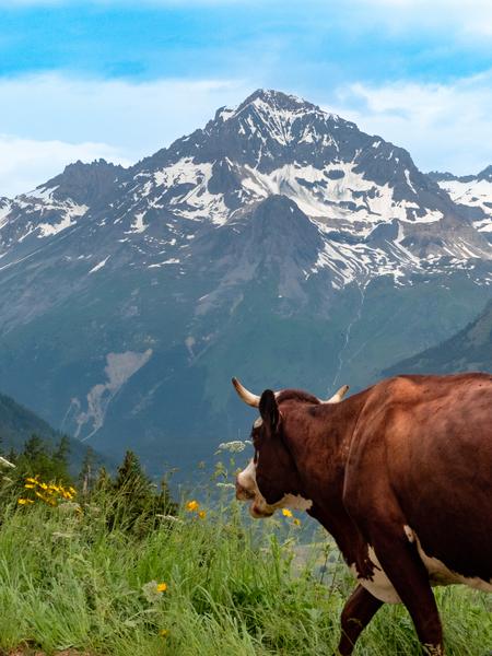 Image transhumance_-_val_cenis_-_06.23_cr._salles_-_othmv___3.jpg_high