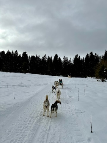 Bapt�me en tra�neau � chiens avec Symbiose chien polaire