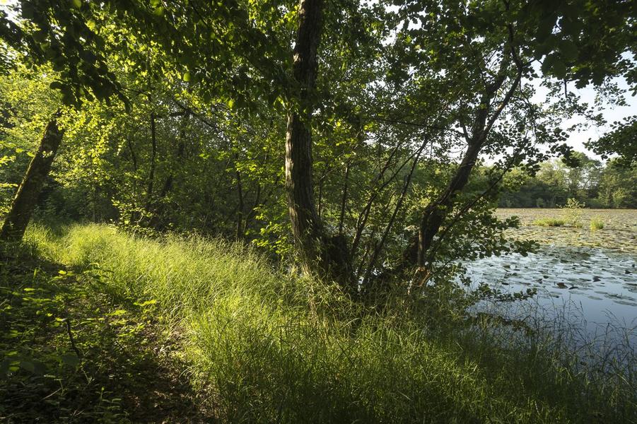 Plantes sauvages comestibles - initiation
